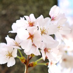Obraz premium 日本の満開の桜の花