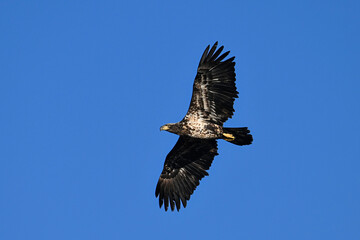 Juvenile first year Bald Eagle in flight with wings spread