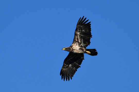 Juvenile first year Bald Eagle in flight with wings spread