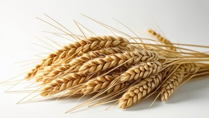  Golden wheat sheaves fresh harvest