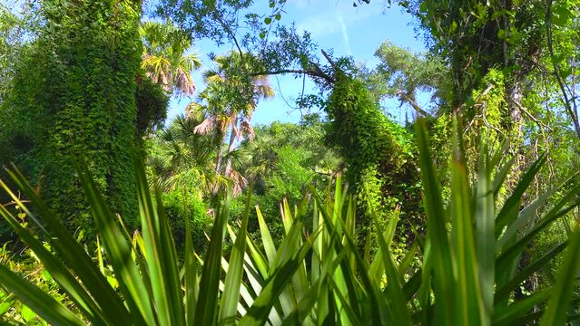Florida subtropical jungles with green palm trees and wild vegetation in southern USA. Dense rainforest ecosystem