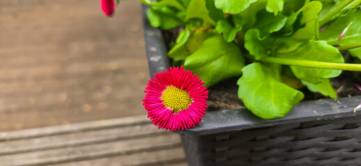 Sunny red bellis perennis in the garden in spring © FlorianSchultze