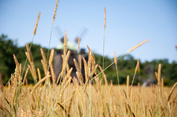 Spikelet crop harvest in field with windmill in selective focus. Summer spikelet field. Countryside