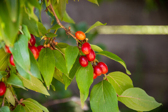 Cornus mas. Red fruit of the cornelian cherry, Berry cornel or cornelian cherry dogwood