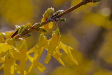 Forsycja kwitnie w wiosennym słońcu. Prawdziwa żółta burza kwiatów z ozdobnego krzewu...