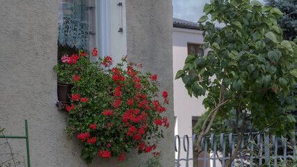 Mały ogródek na parapecie okna, czerwone kwiaty geranium w maleńkim kwietniku na parapecie bloku mieszkalnego w mieście. - obrazy, fototapety, plakaty