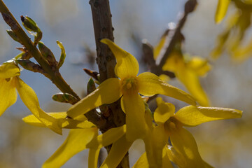 Żółte kwiaty forsycji (Forsythia Vahl). Pięknie kwitnący wiosenny krzew ozdobny. Zieleń miejska w marcowy poranek. - obrazy, fototapety, plakaty