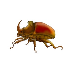 Realistic illustration of an european rhinoceros beetle
