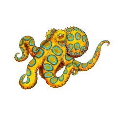 Realistic illustration of a blue ringed actopus