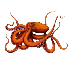 Realistic illustration of a Giant Octopus from Pacific Ocean