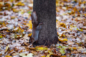 Red squirrel in the autumn forest in its natural habitat . Portrait of a squirrel close up. The forest is full of rich warm colors.