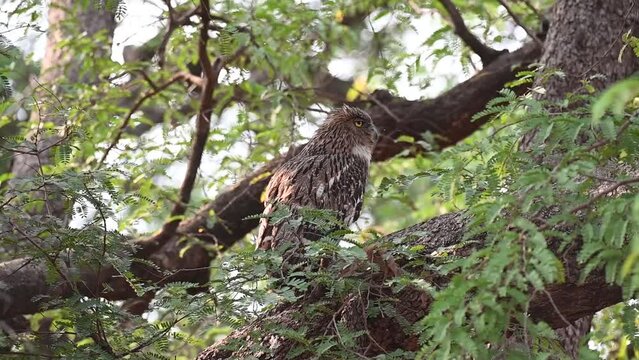 Brown Fish Owl in profile in the midst of Tadoba national park