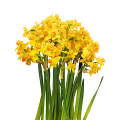 Bouquet of yellow narcissus flowers isolated on white or transparent background - 783738605