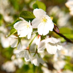 日本の満開の桜の花