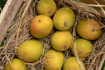 Mango heap in wood basket carrying by a orchard farmer with green leaf background.