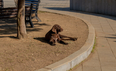 Dog in the park. The dog lies in the park. Brutal dog guards the territory. Beautiful brown dog on...