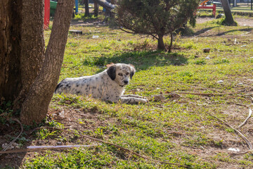 A black and white dog lies on a green clearing under a tree on a warm summer day.