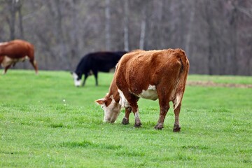 cows grazing in a meadow