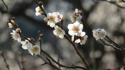 梅の花