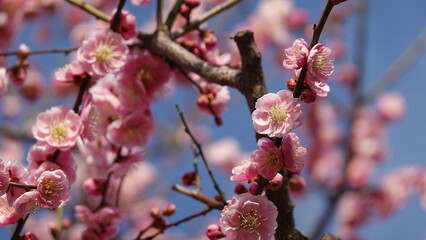 梅の花
