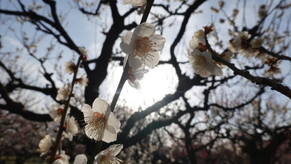 梅の花