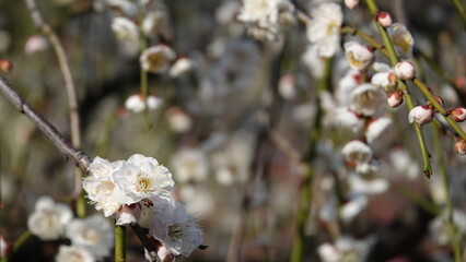 梅の花