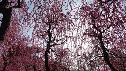 しだれ梅と落ち椿