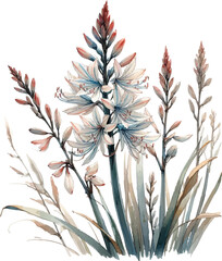 asphodel flower in watercolor style