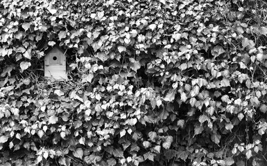 A bird nest box on an ivy covered garden wall in black and white