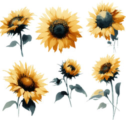 set of watercolor sunflowers