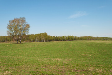 Large green pasture in front of birch forest, lonely birch tree, spring time