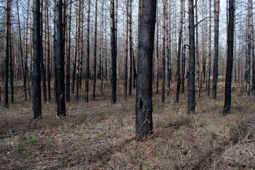 Black burnt pine tree trunks after forest fire