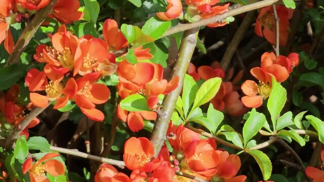 Bright red flowers of a Flowering quince, Chaenomeles speciosa, shrub. a thorny deciduous or semi-evergreen shrub also known as Japanese quince or Chinese quince
