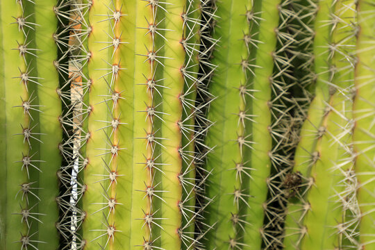 Macro image of textured surface of cactus flower in Aruba island - Powered by Adobe