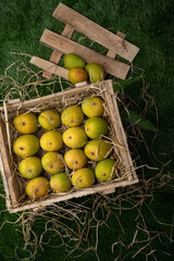 Mango heap in wood basket carrying by a orchard farmer with green leaf background.