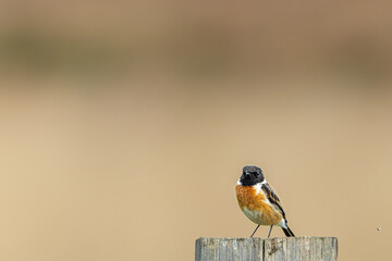 Male Stonechat with a beautiful bokeh background in Richmond Park