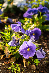Purple and white violets blooming in a spring garden