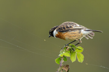 Male Stonechat about to catch a small worm on a spider web with a beautiful Bokeh background in Richmond Park