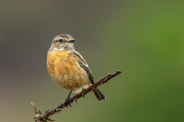 Female Stone chat on a thorny branch in Richmond Park with a beautiful bokeh background
