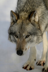 Close up portrait of a Timber Wolf walking in snow