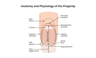 Anatomy and Physiology of the Fingertip-02
 - obrazy, fototapety, plakaty