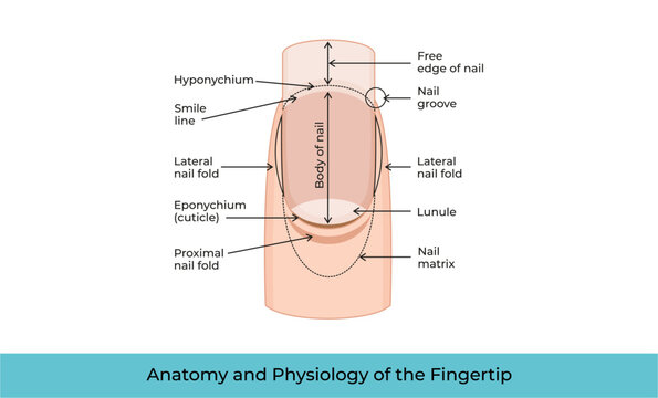Anatomy and Physiology of the Fingertip-05
