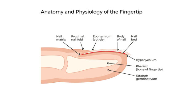 Anatomy and Physiology of the Fingertip-01