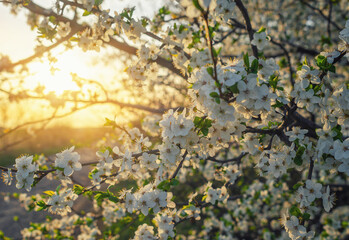 Obraz na płótnie Canvas Nature scene blooming white cherry tree in spring. Sakura blooming. Light of evening sun, sunset