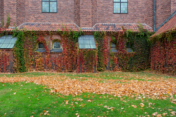 Fototapeta na wymiar Ivy growing on a brick wall facade in autumn.
