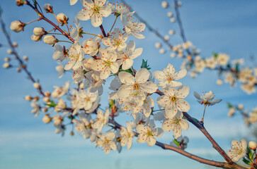 Amazing cherry branch with fresh white blossom in full bloom against blue sky background. Spring.