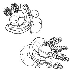 Vector drawing Illustration Hand drawn ink sketch of tamarind, Half Peeled line art isolated on white background. Education and school kids coloring page, printable, activity flashcard.