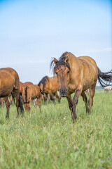 Thoroughbred horses graze on a summer field.