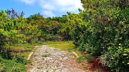 沖縄県慶良間諸島の見花原遊歩道