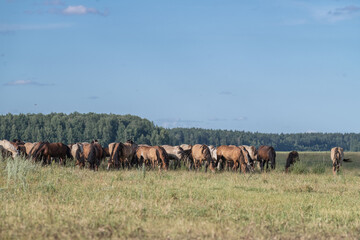 Thoroughbred horses graze on a summer field.